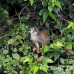 monkey_squirrel_common_la_h_0631_ecu2579.jpg